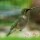 Altona's Hummingbird Migration
