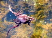 Wood frogs in spring