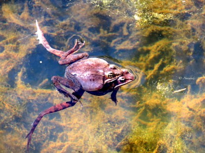 Wood frogs in spring