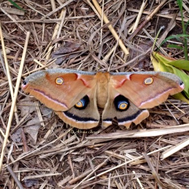 giant silk moth
